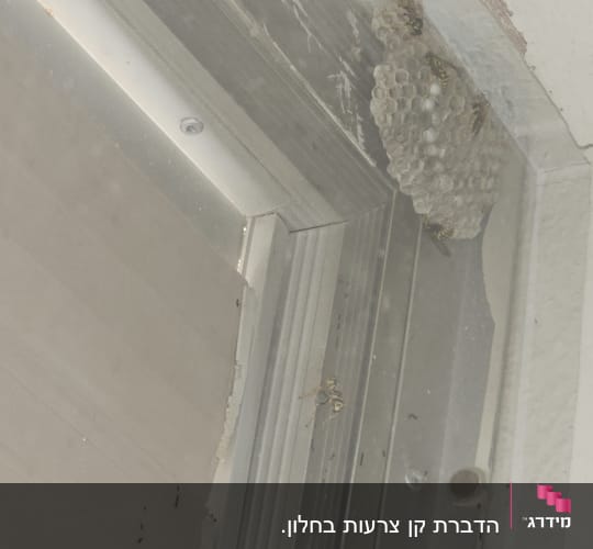 קן צרעות בפינת חלון עם צרעות פעילות